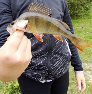 European Perch