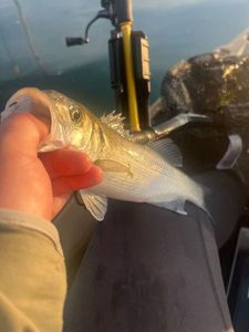 European Bass (Seabass)