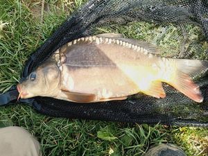 Mirror Carp