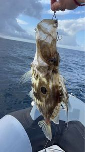 John Dory
