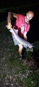 Dabry's Sturgeon