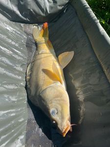 Leather Carp