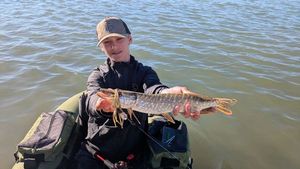Northern Pike