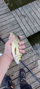 Roach