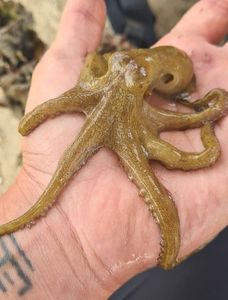 California two-spot octopus