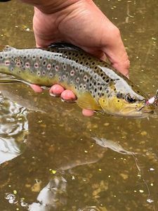 Brown Trout