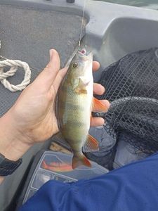 European Perch