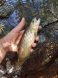 Brown Trout