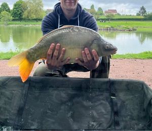 Mirror Carp