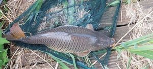 Common Carp
