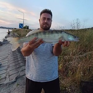 Zander