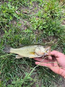 Smallmouth Bass