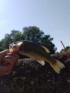 Largemouth Bass