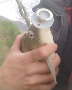 Common Carp