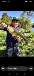 Largemouth Bass