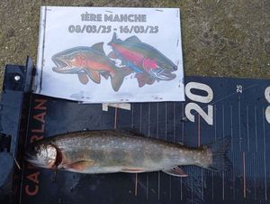 Brook Trout