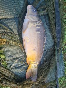 Leather Carp