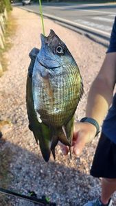Common Two-banded Seabream