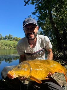 Koï Fish