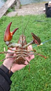 Spinycheek Crayfish