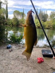 Tench