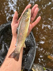 Brown Trout