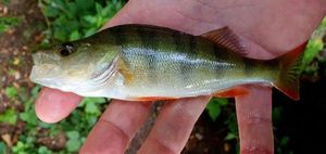 European Perch