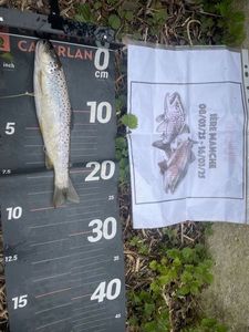 Brown Trout