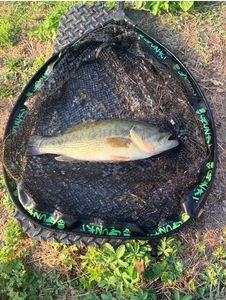 Largemouth Bass