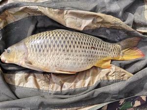 Common Carp