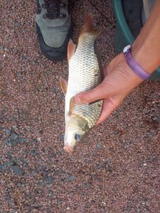 Common Carp