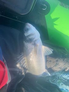 European Bass (Seabass)