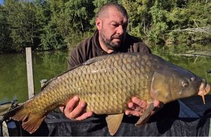 Common Carp