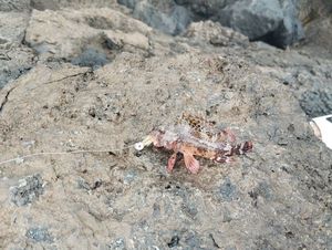 Scorpanea notata
