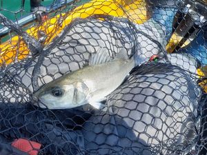 European Bass (Seabass)