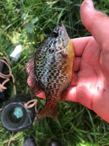 Green Sunfish
