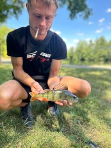 Yellow Perch