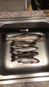 Rainbow Trout