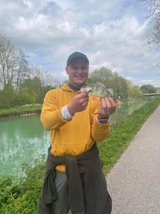 European Perch