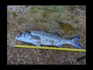 European Bass (Seabass)
