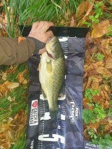 Largemouth Bass