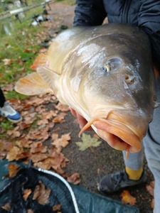 Mirror Carp