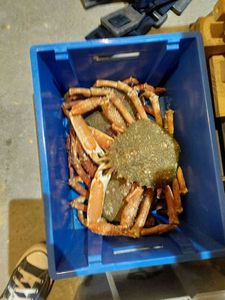 Araignée de Mer Atlantique