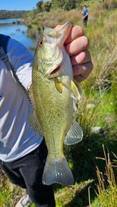 Largemouth Bass