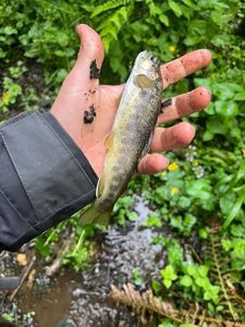 Brown Trout
