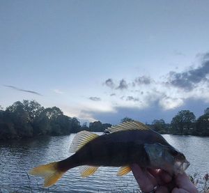 European Perch