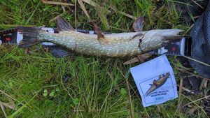 Northern Pike