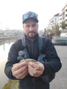 Zander