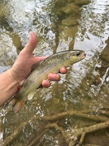 Brown Trout