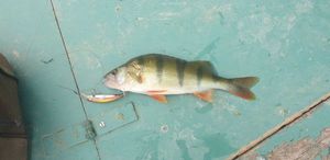 European Perch